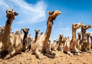 DAY TRIP TO CAMEL MARKET AT BIRQASH