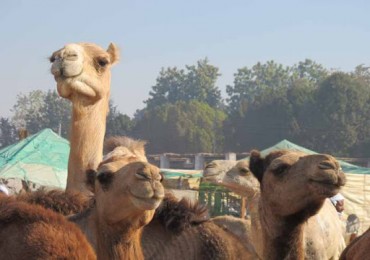 Darau Camel Market