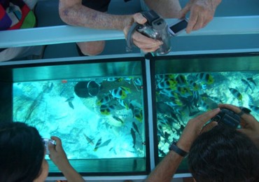 Glass Bottom Boat Tour in Sharm el Sheikh